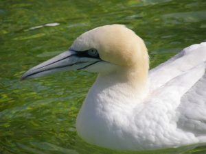 texel ecomare