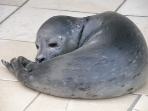 texel ecomare