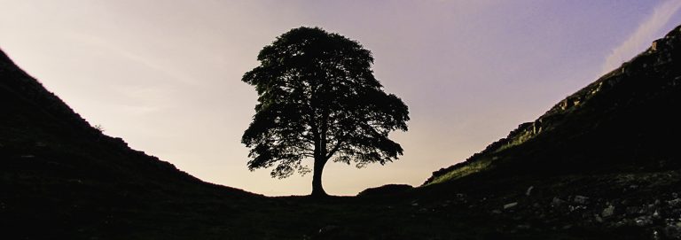 sycamore gap